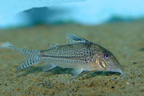 Corydoras sp. (C109)