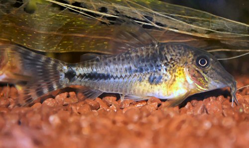 Corydoras fulleri