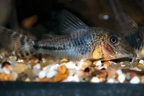 Corydoras fulleri