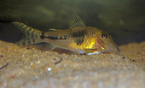 Corydoras fulleri