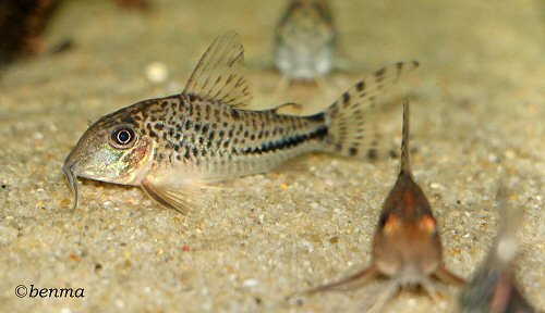 Corydoras fulleri