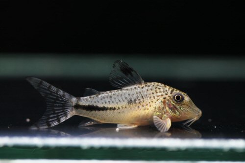 Corydoras fulleri