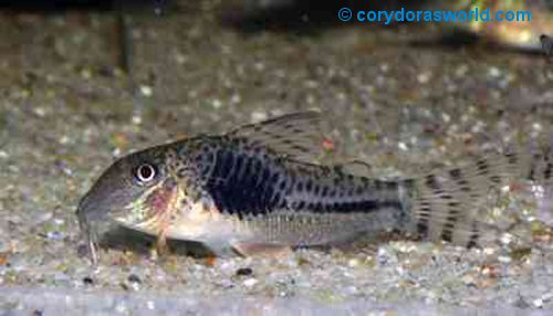 Corydoras fulleri