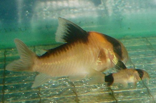 Hoplisoma sp. (C 121) = With young C.panda