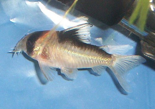 Hoplisoma sp. (C121) = Female with an egg in her ventral fin