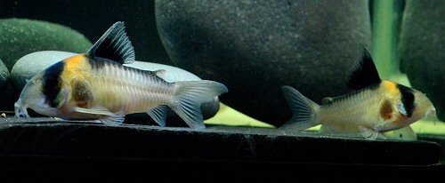 Hoplisoma sp. (C121) - pair - female to left