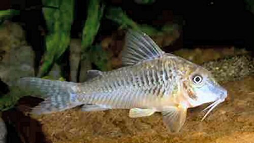 Corydoras sp. (C124)