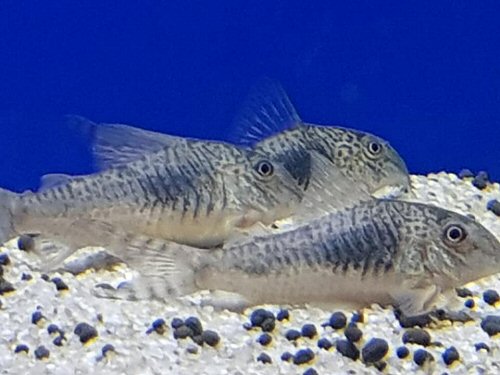 Corydoras sp. (C124)