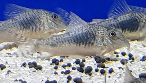 Corydoras sp. (C124)