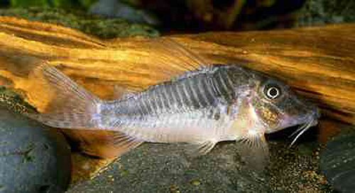 Corydoras sp. (C127)