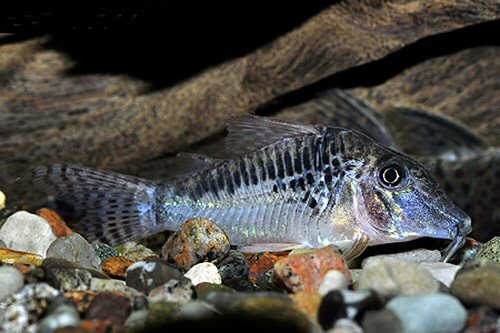 Corydoras sp. (C127)