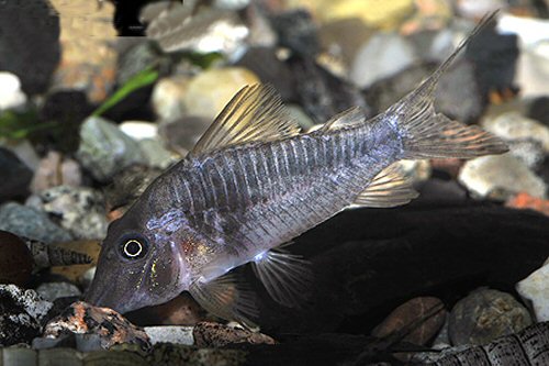 Corydoras sp. (C127)