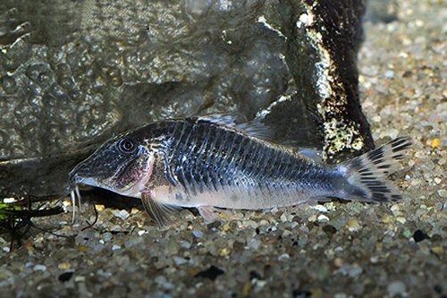 Corydoras sp. (C127)