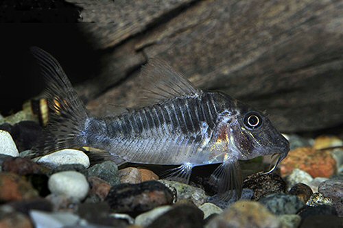 Corydoras sp. (C127)