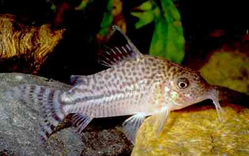 Corydoras sp. (C128)