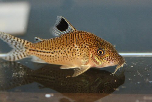 Corydoras sp. (C131)