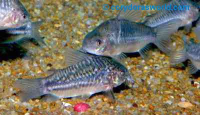 Gastrodermus sp. (C 132) = Pair-male to front