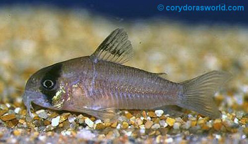 Hoplisoma sp. (C139) = female