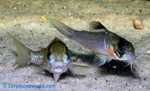 Hoplisoma sp. (C139) = Pair spawning-female to front with eggs in ventral fins