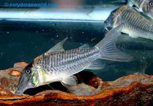 Corydoras sp. (C 145)