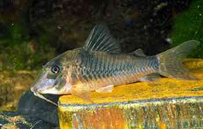 Corydoras sp. (C153)