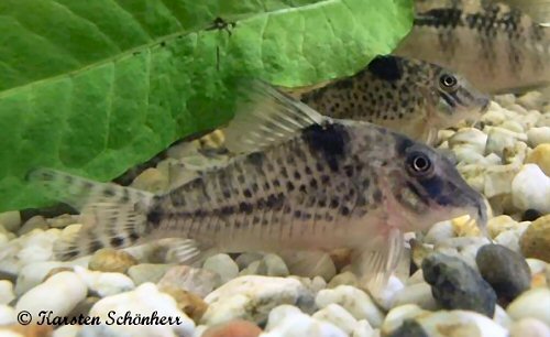 Corydoras sp. (C155)