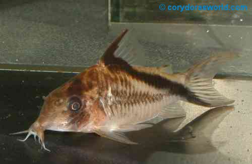 Corydoras sp. (C 016)