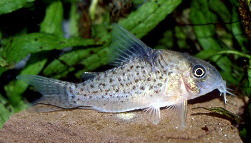 Hoplisoma sp. (C021)