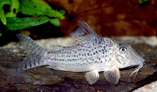 Corydoras sp. (C024)