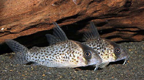 Hoplisoma sp. (C026) = adult pair