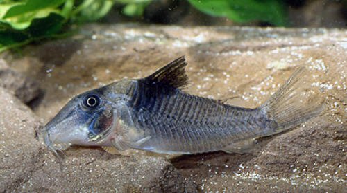 Corydoras sp. (C029)