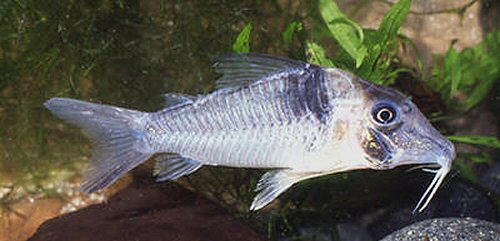 Corydoras sp. (C038)