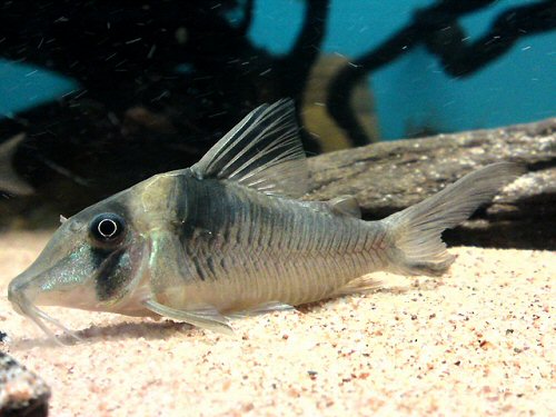 Corydoras sp. (C038)