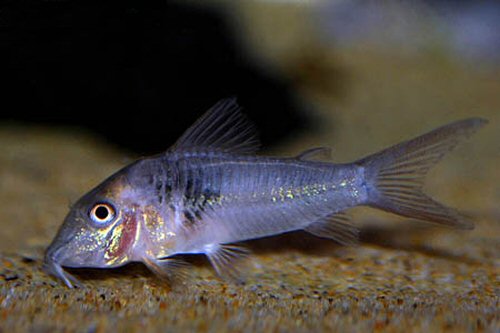 Corydoras sp. (C038)