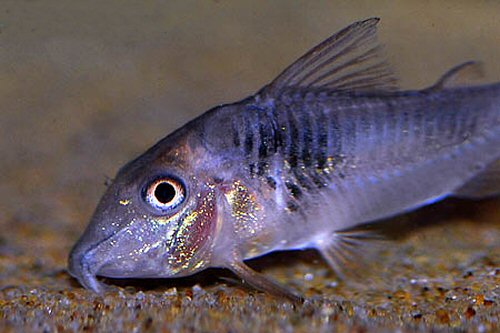 Corydoras sp. (C038) = head view