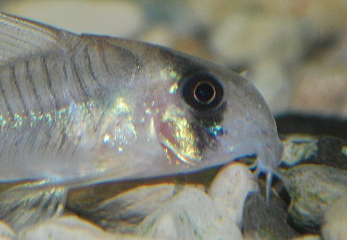 Hoplisoma sp. (C040) = close up of head