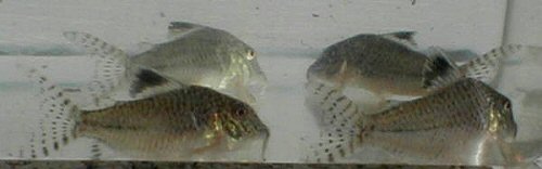 Corydoras sp. (C042)