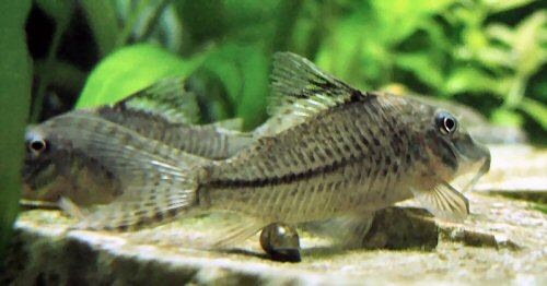 Corydoras sp. (C042)