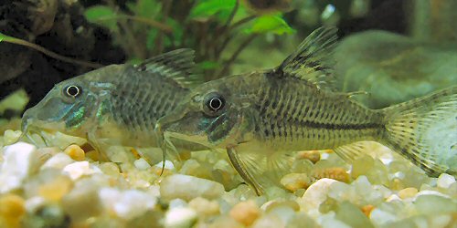 Corydoras sp. (C042)