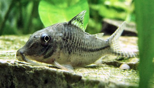 Corydoras sp. (C042)