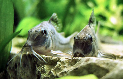 Corydoras sp. (C042)