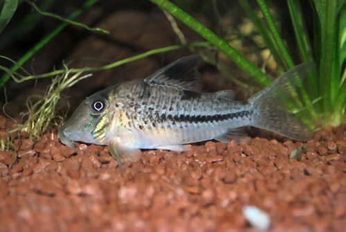 Corydoras sp. (C042)