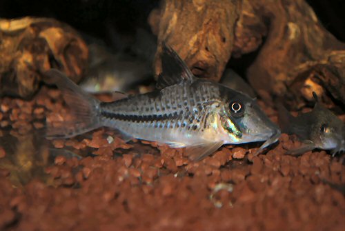 Corydoras sp. (C042)