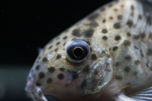 Hoplisoma sp. (C043) = head view