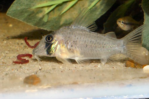 Corydoras iiap