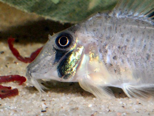 Corydoras iiap = showing the head shape