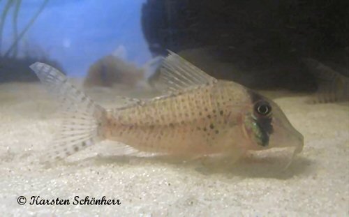 Corydoras iiap