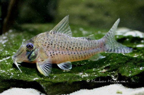 Corydoras iiap