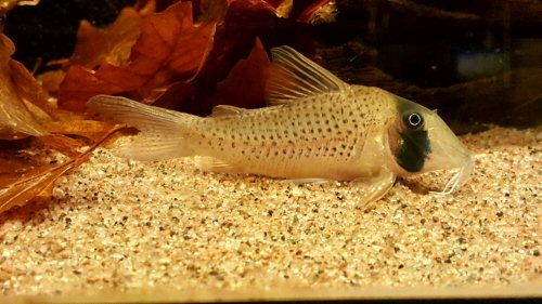 Corydoras iiap