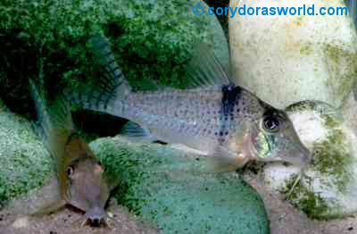 Corydoras sp. (C061)